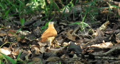 Furnarius leucopus