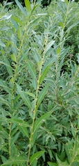 Salix humilis
