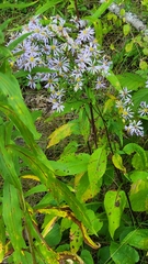 Symphyotrichum ciliolatum