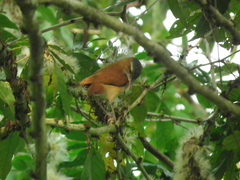 Furnarius leucopus