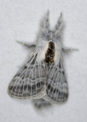 Tolype distincta