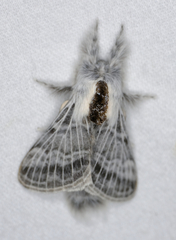 Tolype distincta