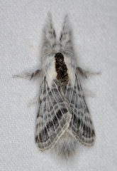 Tolype distincta