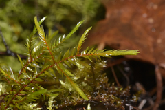 Fontinalis antipyretica