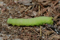 Paonias excaecata