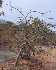 Hancornia speciosa
