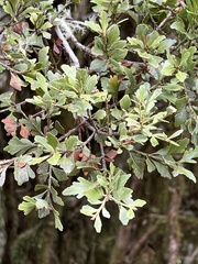 Phyllocladus alpinus