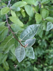Elaeagnus umbellata