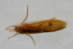 Onocosmoecus unicolor