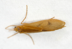 Onocosmoecus unicolor