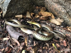 Dendrelaphis calligaster