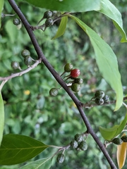 Elaeagnus umbellata