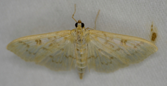 Herpetogramma aquilonalis