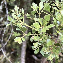 Phyllocladus alpinus