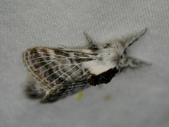 Tolype distincta