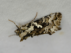 Syngrapha rectangula