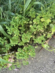 Euphorbia peplus