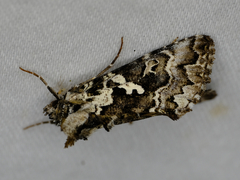 Syngrapha rectangula