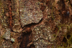 Lecanoromycetes