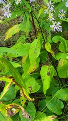 Symphyotrichum ciliolatum