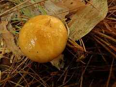 Suillus acidus