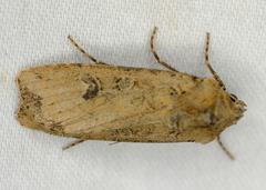 Euxoa ochrogaster