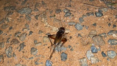 Teleogryllus emma