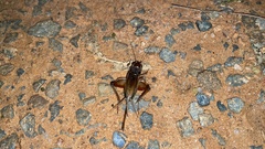 Teleogryllus emma