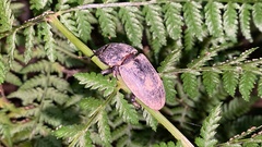Lucanidae
