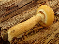 Suillus acidus