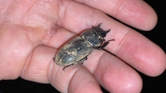 Lucanidae