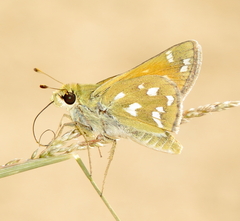 Hesperia viridis
