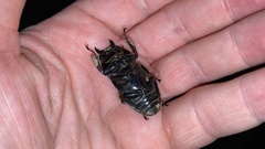 Lucanidae
