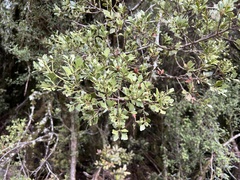 Phyllocladus alpinus