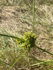 Cyperus eragrostis