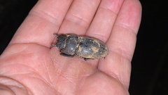 Lucanidae