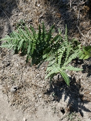 Pteridium aquilinum pubescens