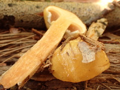 Suillus acidus