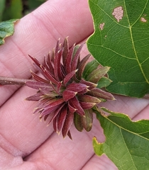 Andricus quercusfrondosus