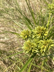 Cyperus eragrostis