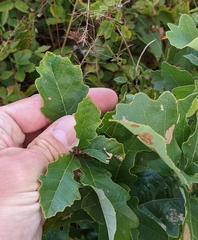 Andricus quercusfrondosus