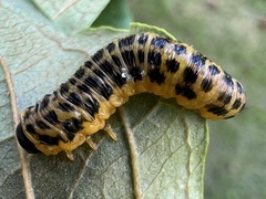 Macremphytus testaceus