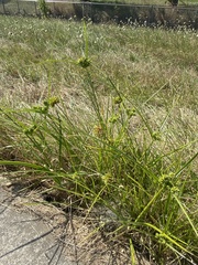 Cyperus eragrostis