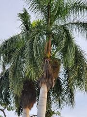 Arecoideae