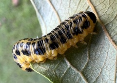 Macremphytus testaceus