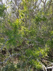 Zanthoxylum hirsutum