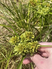 Cyperus eragrostis