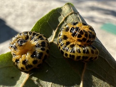 Macremphytus testaceus