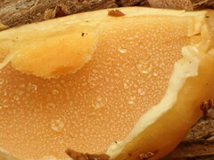 Suillus acidus