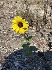 Acmaeodera scalaris